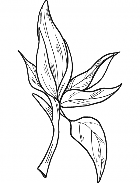 Magnolia Flower coloring page image