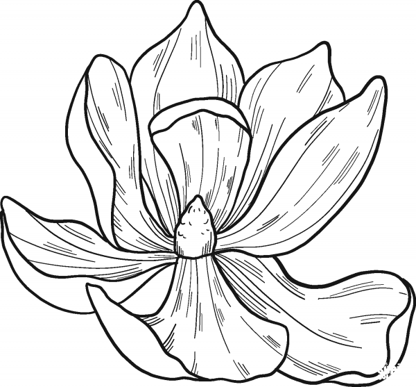 Magnolia Flower coloring page image