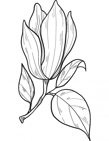 Magnolia Flower coloring page image