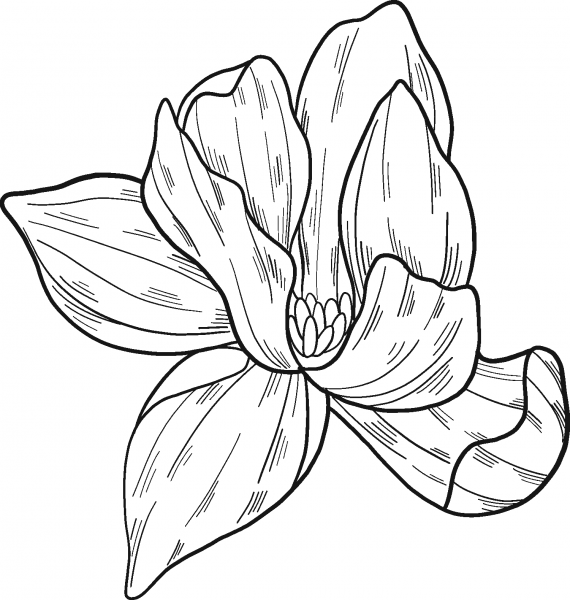Magnolia Flower coloring page image