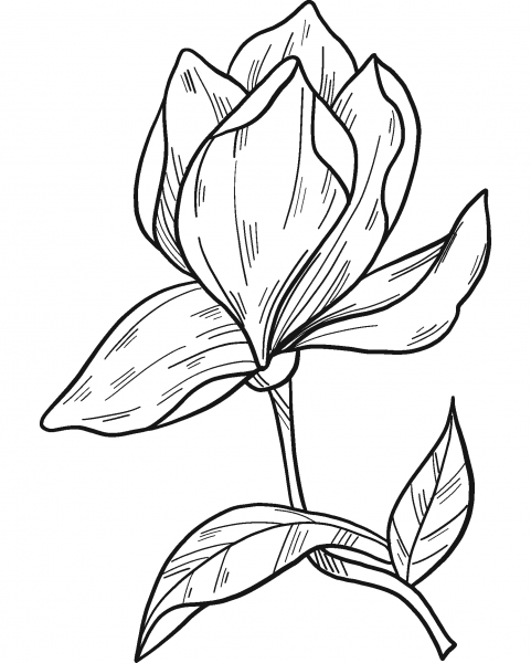 Magnolia Flower coloring page image