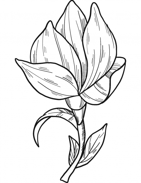 Magnolia Flower coloring page image