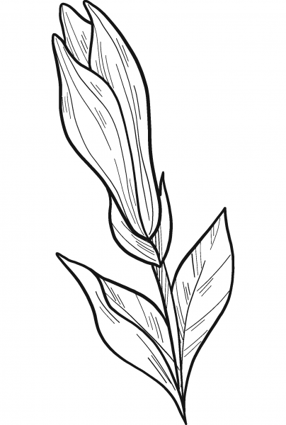 Magnolia Flower coloring page image