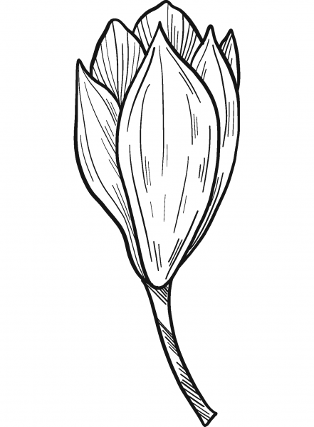 Magnolia Flower coloring page image