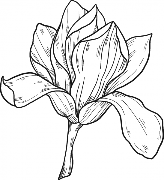 Magnolia Flower coloring page image