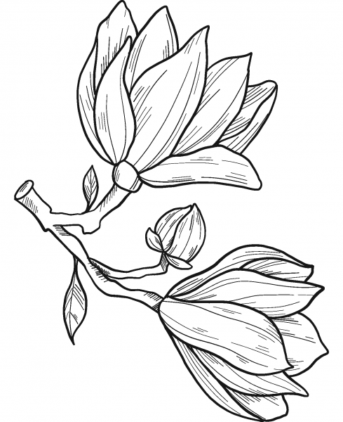 Magnolia Flowers coloring page image