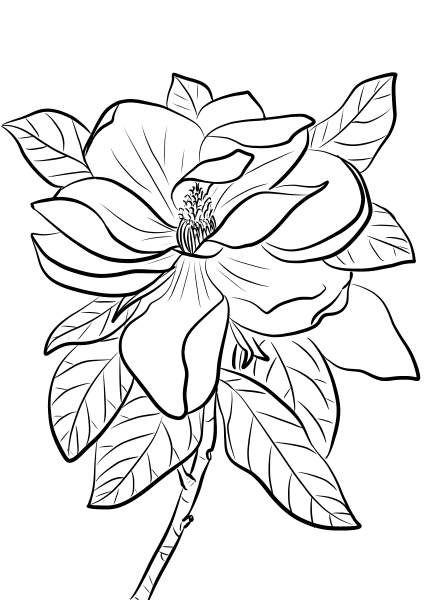 Magnolia Grandiflora coloring page image