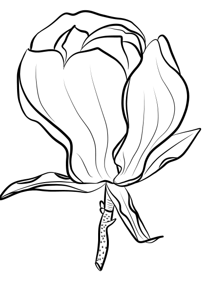 Magnolia Soulangeana coloring page image