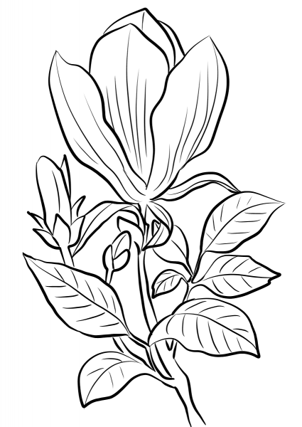 Magnolia x Soulangeana coloring page image