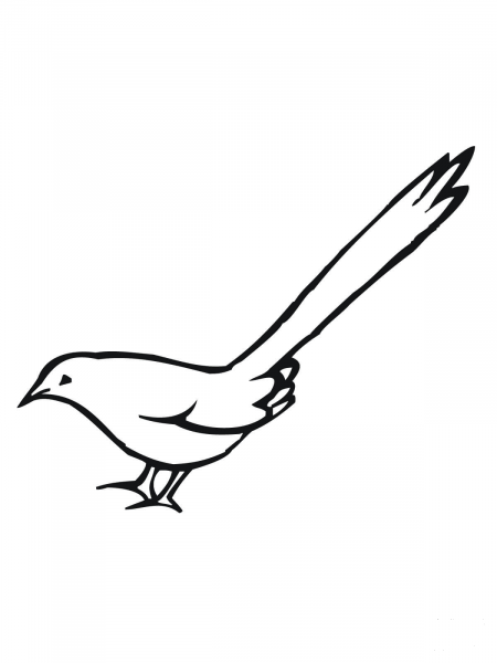 Magpie Bird coloring page image