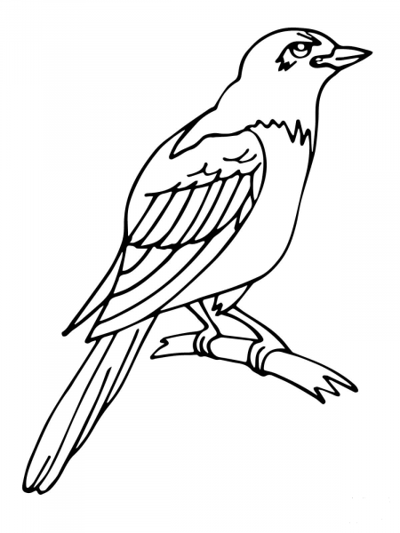 Magpie coloring page image