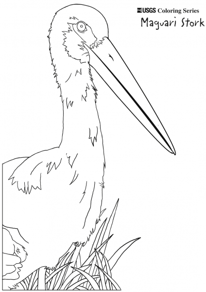 Maguari Stork coloring page image