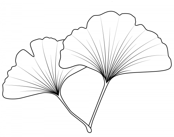 Maidenhair Leaf coloring page image
