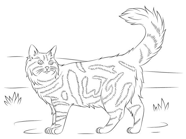 Maine Coon Cat coloring page image