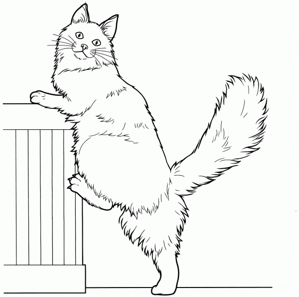 Maine Coon  coloring page image