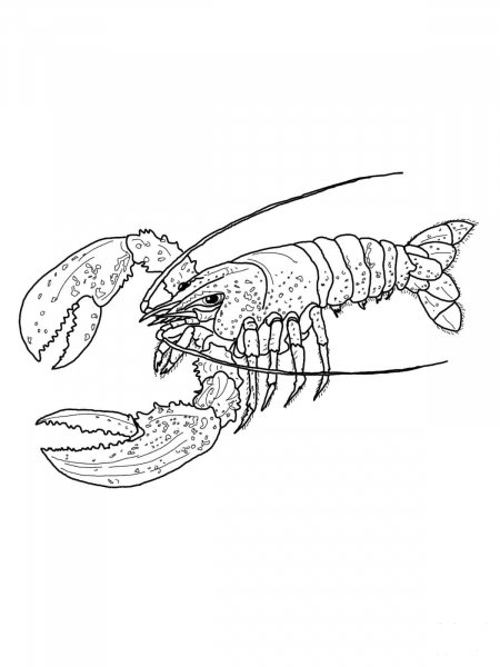 Maine Lobster coloring page image