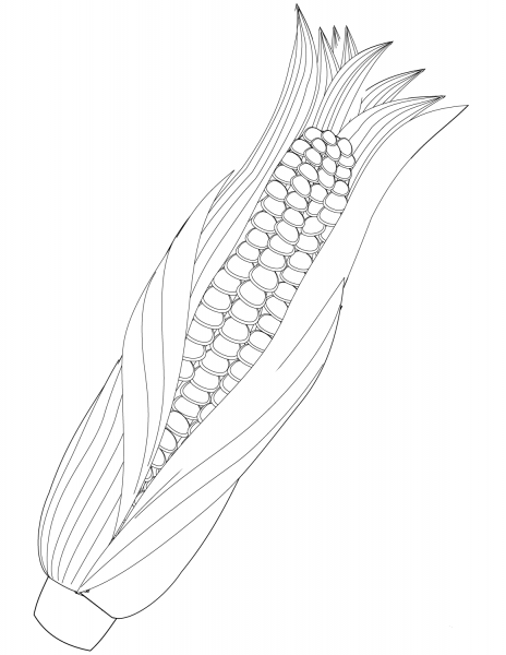 Maize Ear coloring page image