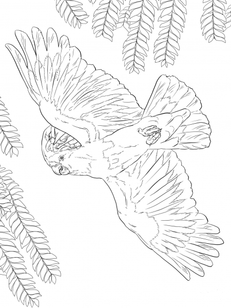 Major Mitchell’s or Pink Cockatoo coloring page image