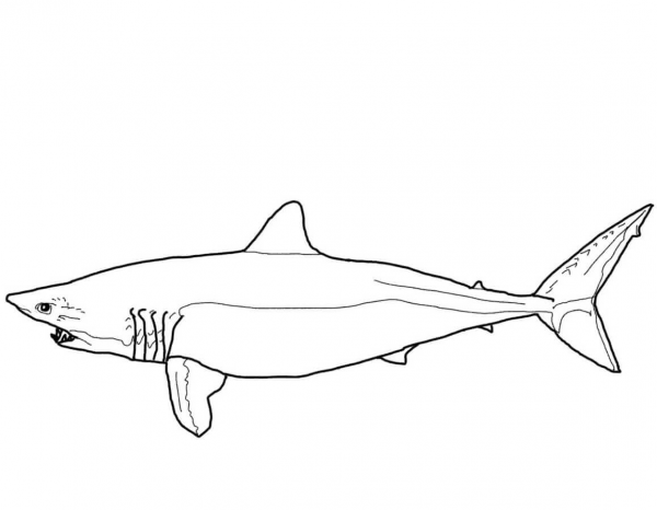Mako Shark coloring page image