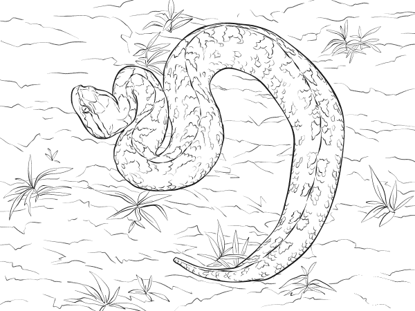 Malayan Pit Viper coloring page image