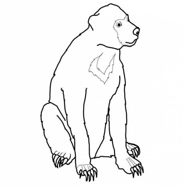 Malayan Sun Bear coloring page image