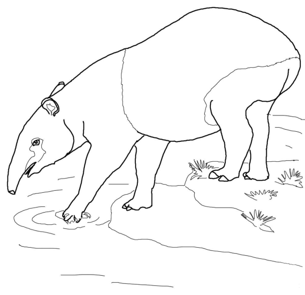 Malayan Tapir coloring page image