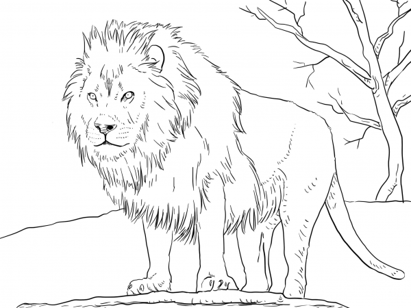 Male African Lion coloring page image