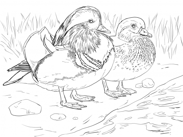 Male and Female Mandarin Duck coloring page image