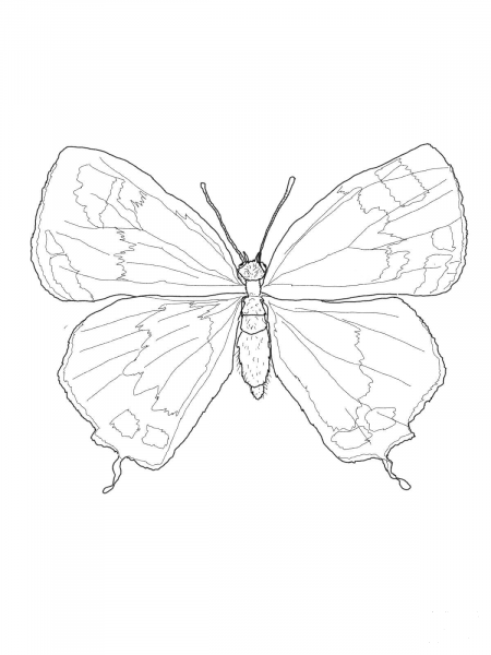 Male Colorado Hairstreak Butterfly coloring page image