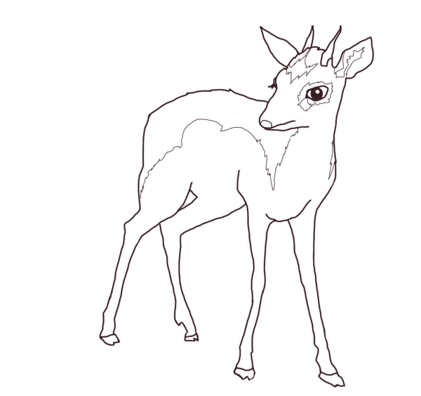 Male Dik Dik coloring page image