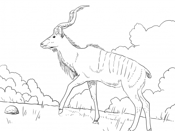 Male Greater Kudu   coloring page image
