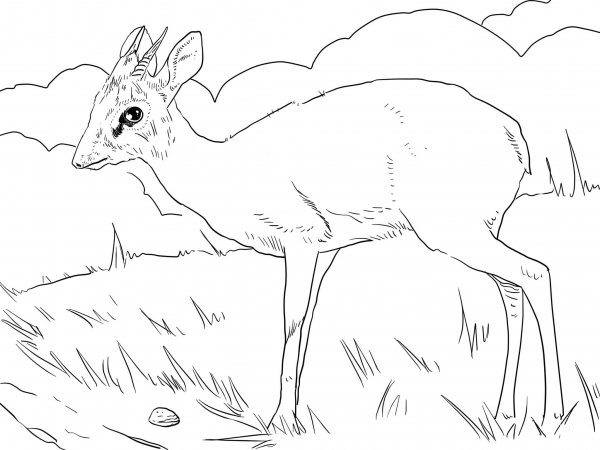 Male Kirk’s Dik Dik coloring page image