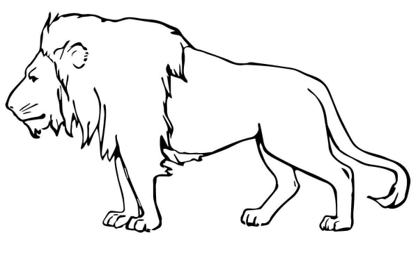 Male Lion coloring page image