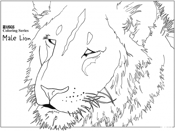 Male Lion Head coloring page image