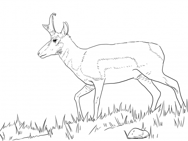 Male Pronghorn coloring page image