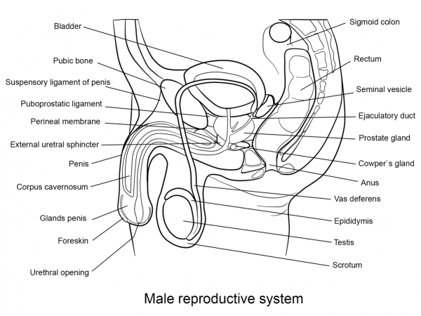 Male Reproductive System coloring page image