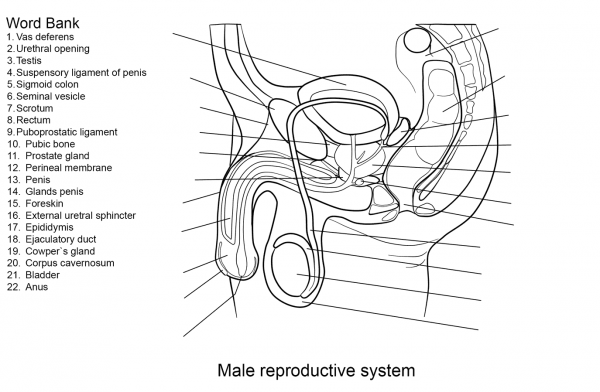 Male Reproductive System Worksheet coloring page image