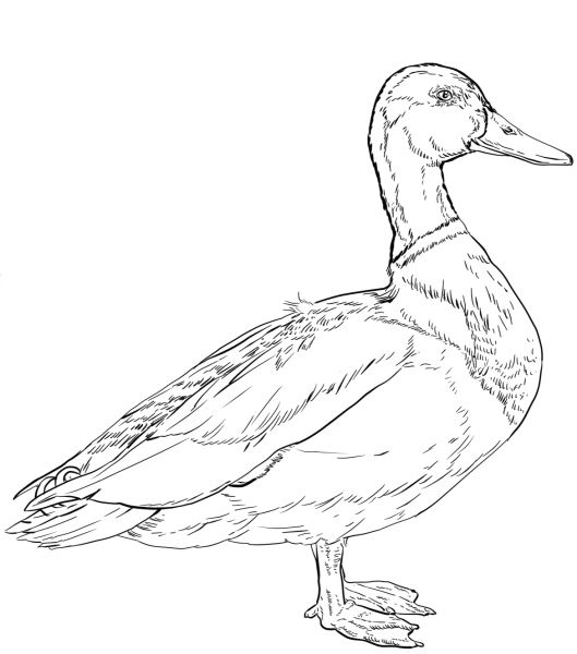 Mallard coloring page image
