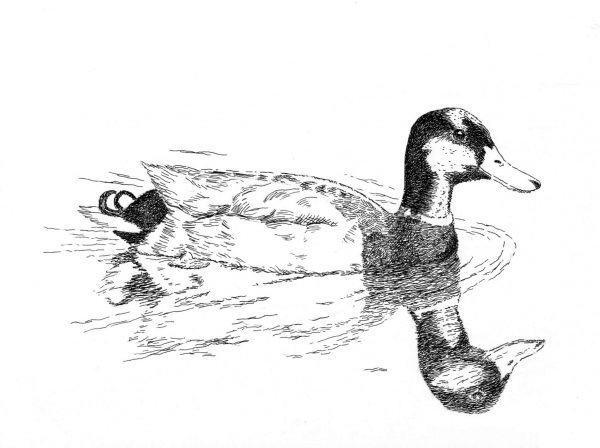 Mallard coloring page image