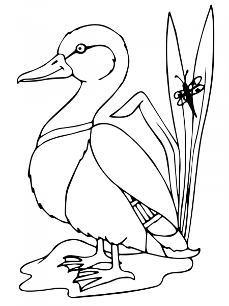 Mallard Duck coloring page image