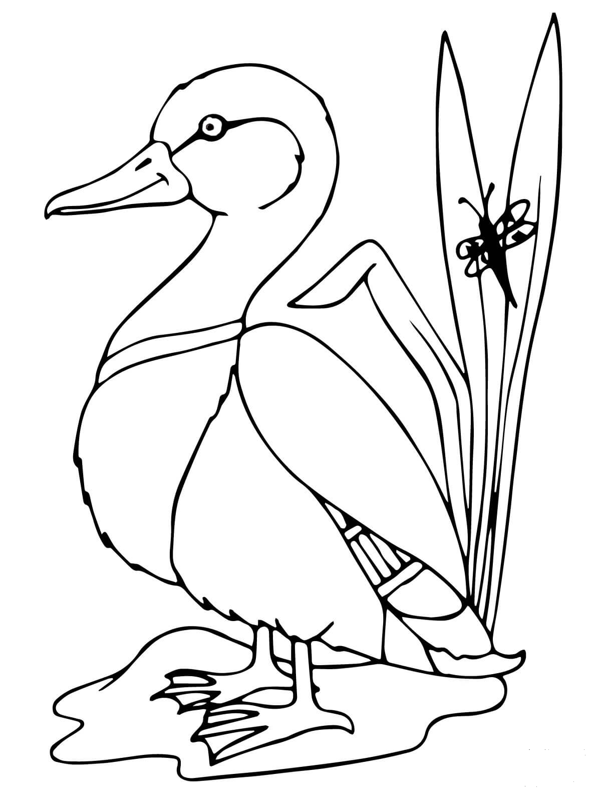 Mallard Duck coloring page - ColouringPages