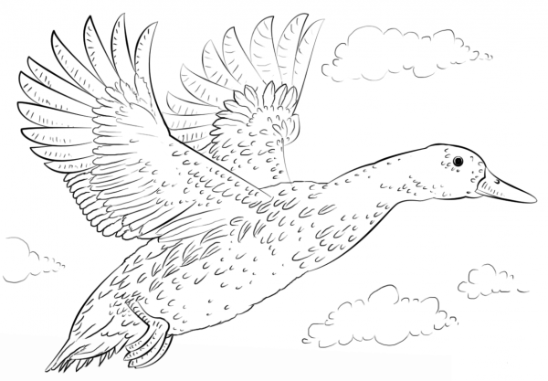 Mallard Duck in Flight coloring page image