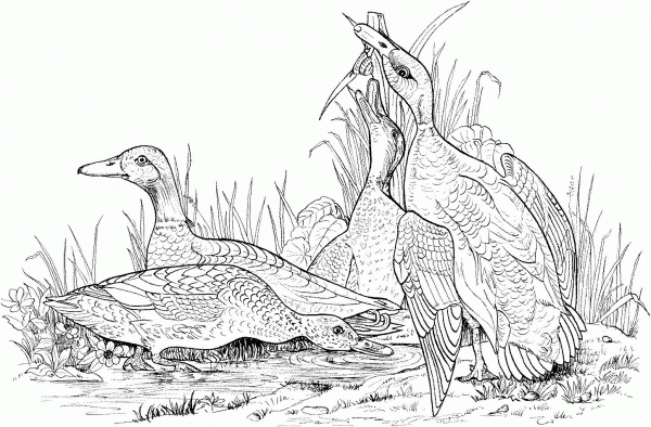 Mallard Wild Ducks coloring page image