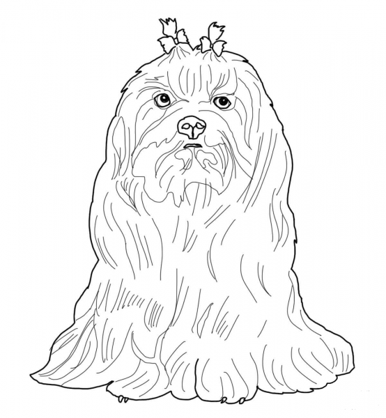 Maltese Dog coloring page image