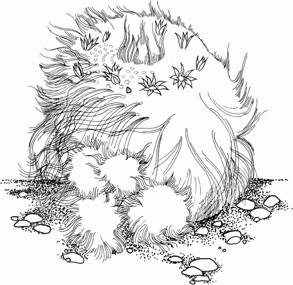 Mammillaria Hahniana or Old Lady Cactus coloring page image