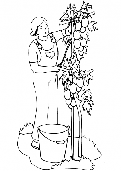 Man Planting Tomatoes coloring page image