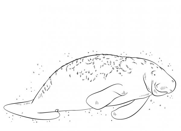 Manatee coloring page image