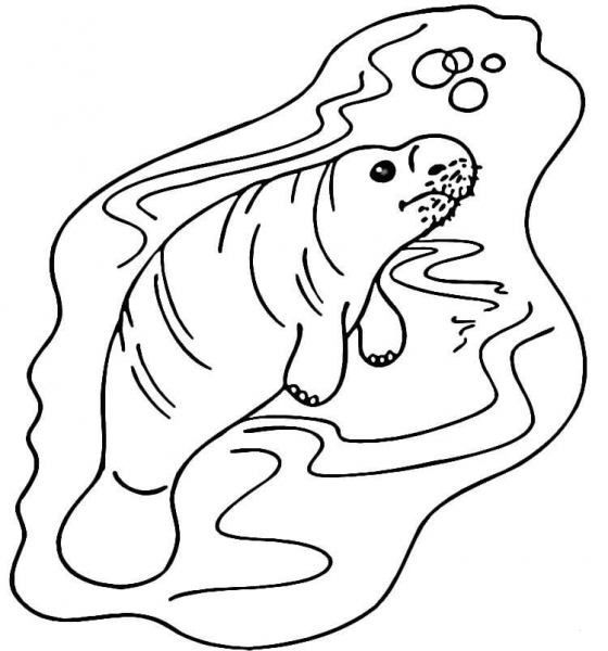 Manatee in the Water  coloring page image