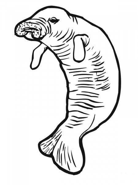 Manatee or Sea Cow coloring page image
