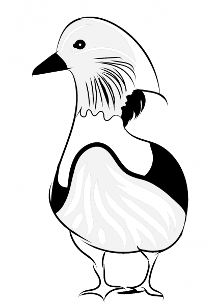 Mandarin Duck coloring page image
